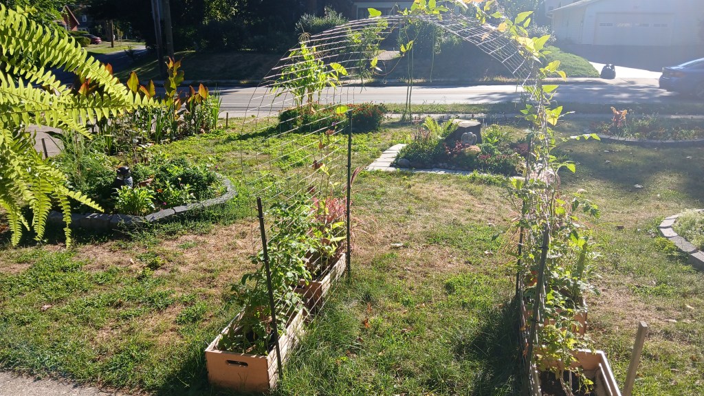 DIY garden arch made from wire fencing and T-posts, planted with climbing beans and cherry tomatoes leading into the potager garden