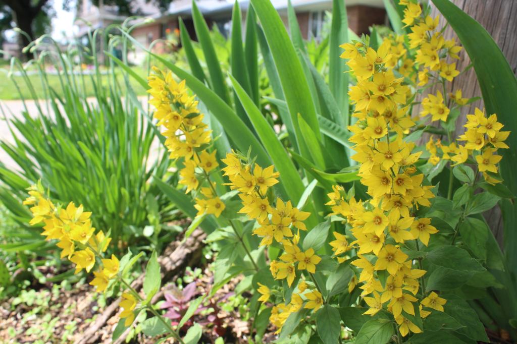 Small sunny garden by the driveway with yellow blooms and seasonal flowers