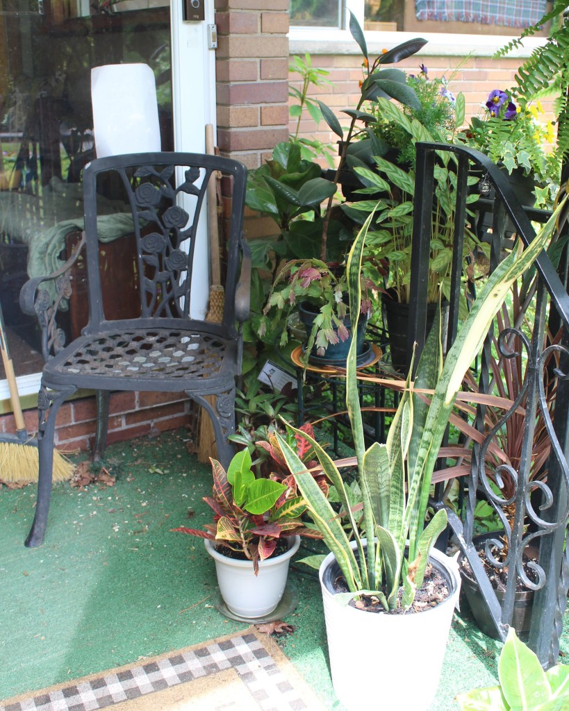 Various houseplants getting a breath of fresh air in the summer on the porch with an iron chair