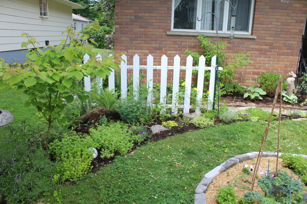 My tea garden is a living apothecary right ouside my door, planted in a triangle with a picket fence background.