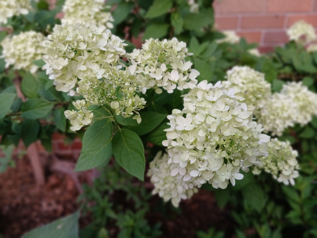 Beautiful hydranges under the kitchen window add charm to my brick house