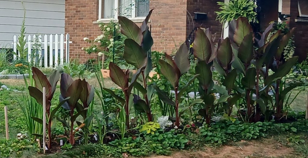 A tender tuber garden full ov cannas, gladiolas, and dahlias
