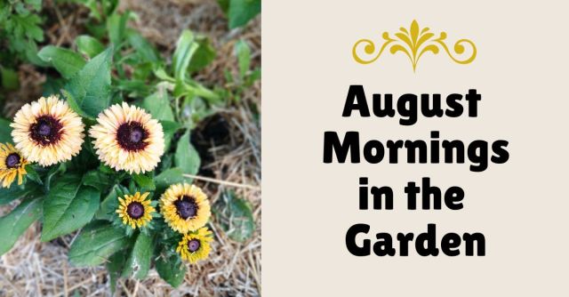 August Mornings in the Garden” title graphic with a golden flourish above the text, alongside a close-up photo of pale yellow rudbeckia flowers with dark centers growing in a mulched garden bed.