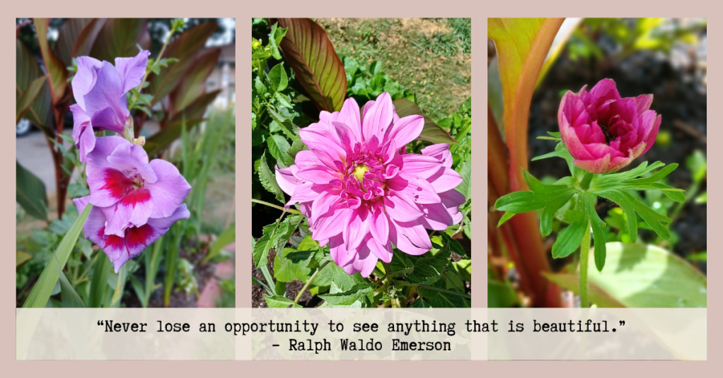 Tender bulb garden with anemones, dahlias, and gladiolus; close-up triptych of blooms.