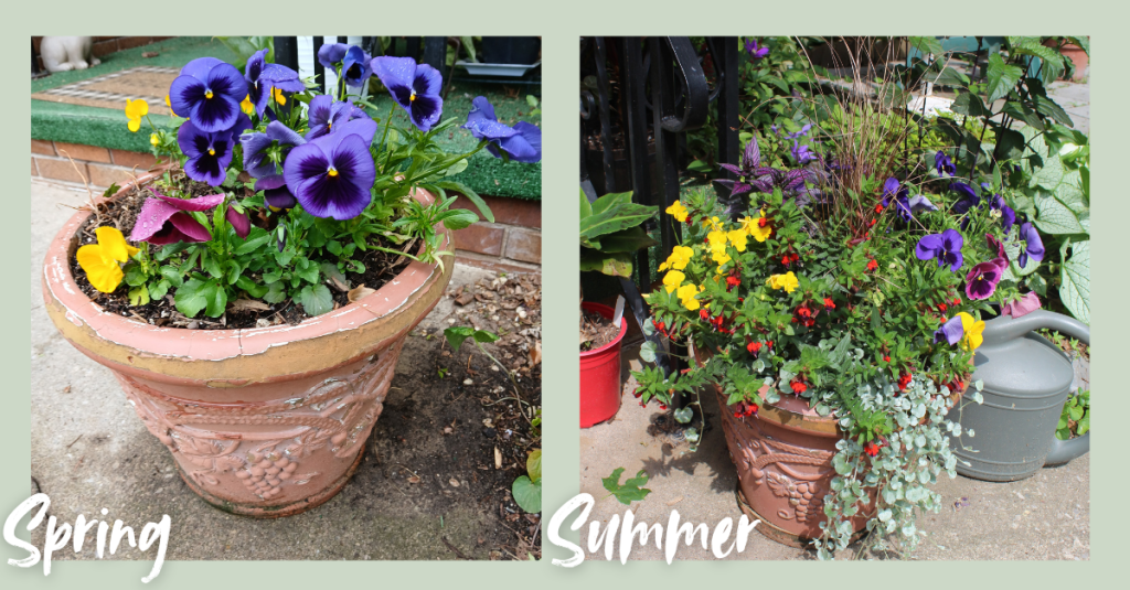 Contrasting a porch pot filled with pansies in the spring to the summer version overflowing with colorful plants