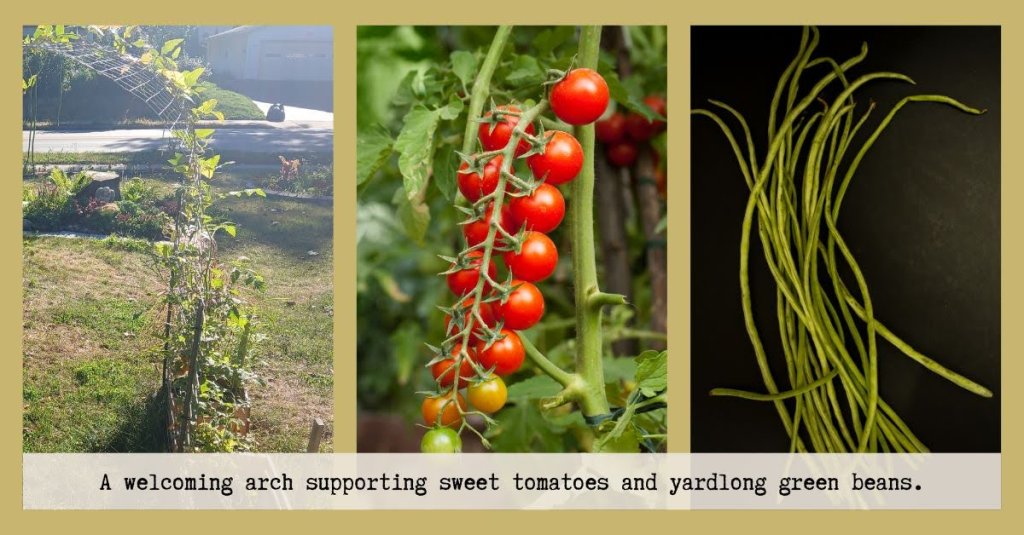 Collage of garden arch with climbing plants, cherry tomatoes on the vine, and yardlong green beans.