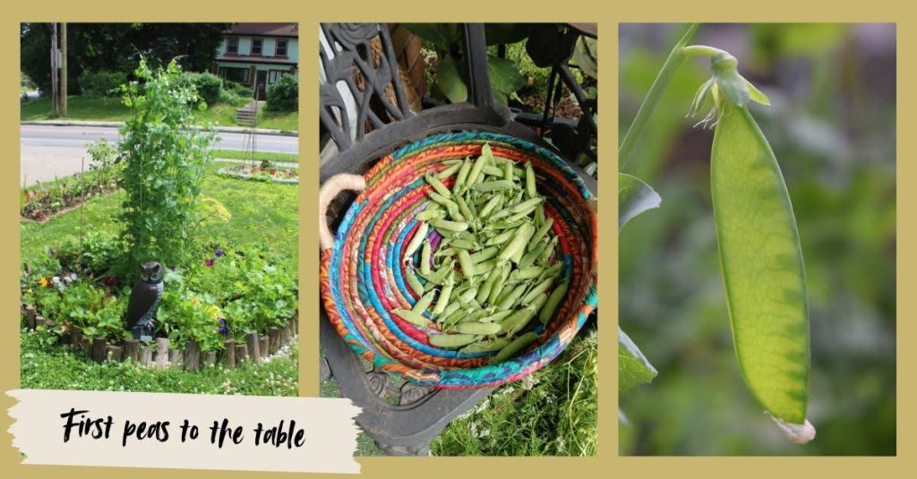 Collage showing peas from garden to harvest: pea plants growing in the spring circle bed, a colorful basket filled with harvested pea pods, and a close-up of a fresh pea pod on the vine.
