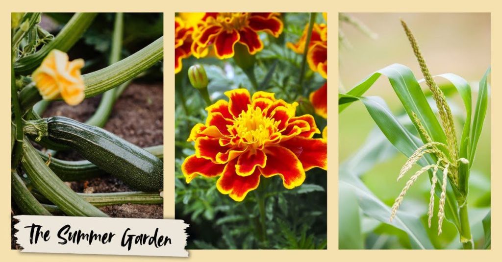 Collage of summer garden crops: zucchini on the vine, bright orange and red marigold flower, and green corn tassel.