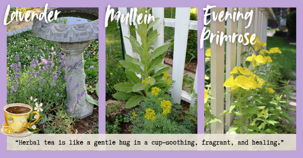 A few of my favorite herbs from my tea garden - lavender, mullein, and evening primrose. Herbal tea is like a gentle hug in a cup -- soothing, fragrant, and healing.