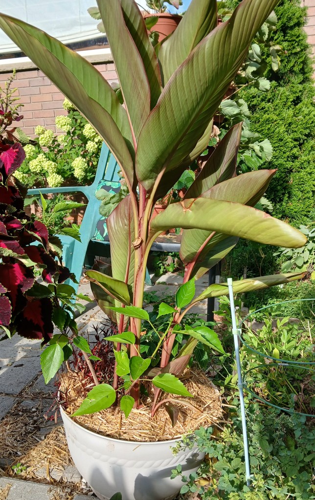 A tropical patio pot planted with a canna, hibiscus, and lantana
