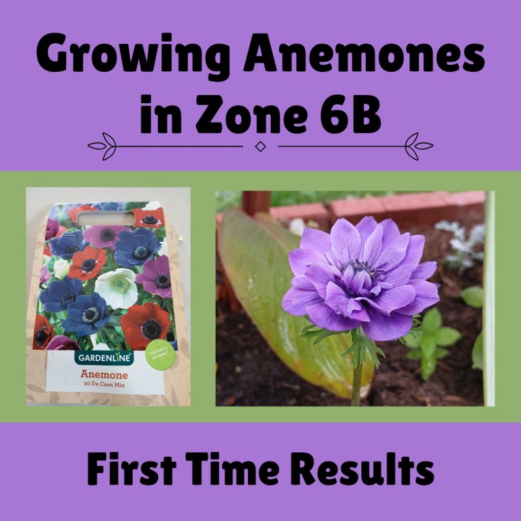 Growing Anemones in Zone 6B - showing bag of anemone tubers from Aldi and a resulting purple bloom in September