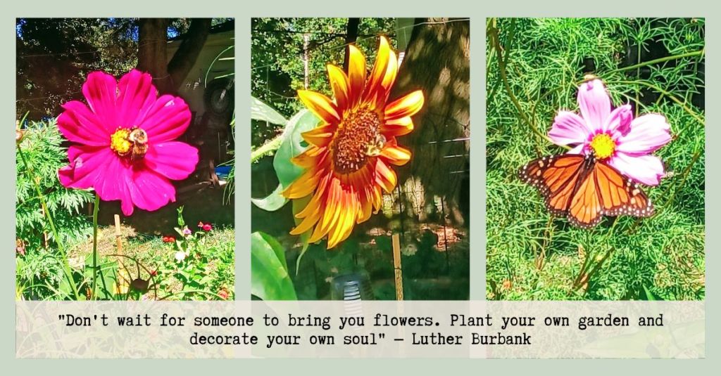 Collage showing close-ups of a pink cosmos with a bee, a golden sunflower with a bee, and a monarch butterfly perched on a pink cosmos flower.