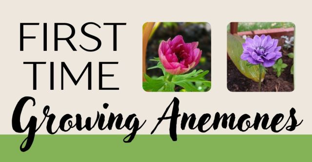 First time growing anemones in Zone 6b featuring photos with pink and purple blooms.