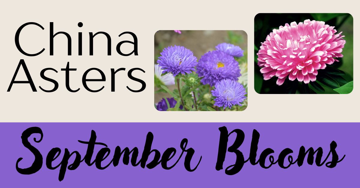 Two close-up photos of China asters: one cluster of purple pompom-shaped blooms with yellow centers, and one bright pink pompom bloom with layered petals, used in a graphic titled “China Asters – September Blooms.”