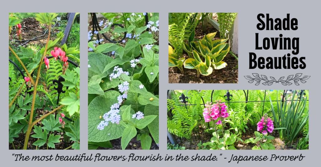 Collage of shade-loving plants including bleeding hearts, blue brunnera flowers, variegated hostas, and pink foxgloves growing in the garden.