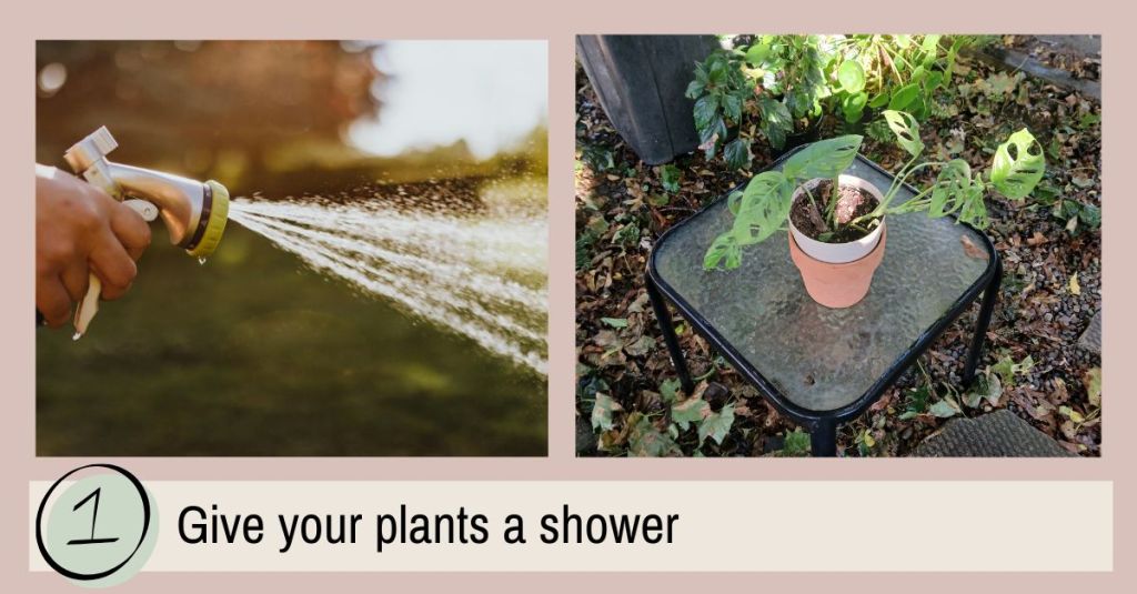 Hosing off potted houseplant on patio table before bringing indoors.