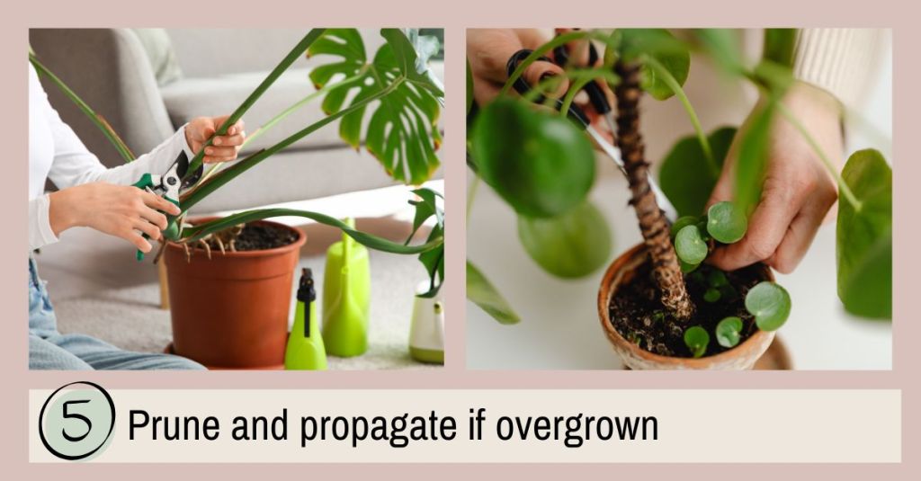 Hands pruning and trimming overgrown indoor plants like monstera and pilea to shape and take cuttings before winter.