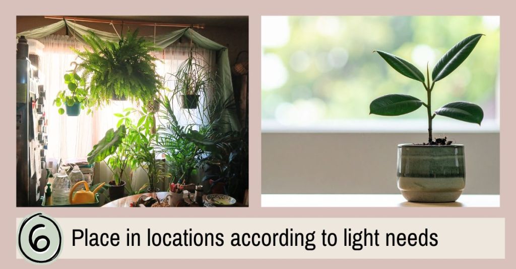 Bright indoor room filled with hanging and potted plants arranged near sunny windows, showing how to group houseplants by light level.
