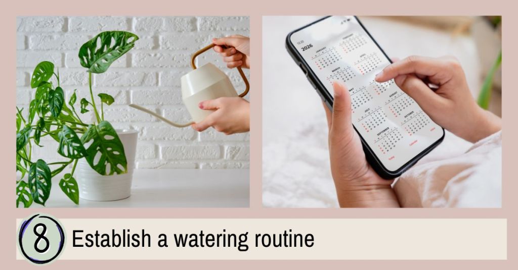 Person watering a potted monstera plant and checking a digital calendar to plan a consistent weekly watering schedule for houseplants.