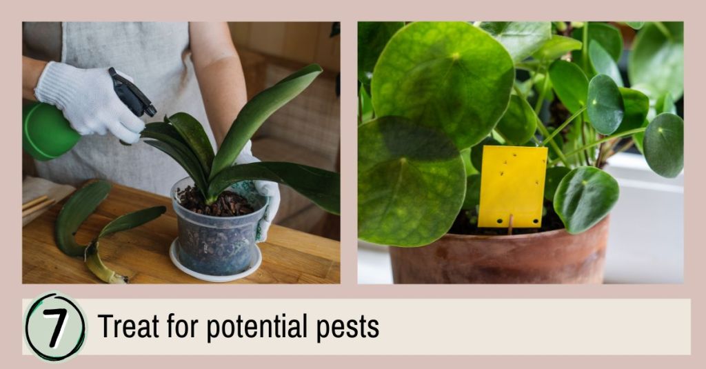 Gardener spraying and checking indoor plant soil for pests, with a yellow sticky trap to catch fungus gnats.